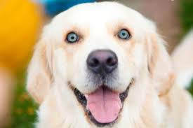 Simple and effective ways to make your golden retriever happy, healthy, and obedient. Golden Retrievers With Blue Eyes Can It Happen Golden Retriever Society