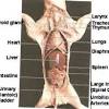 Diagnosis of pancreatic cancer in dogs your vet will likely try to see if he or she can feel a protruding mass in the abdomen, which can be a symptom of adenocarcinomas in the pancreas. 1