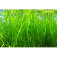 Image result for Vallisneria spiralis