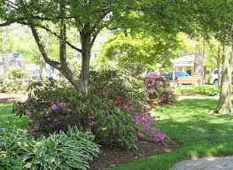 Light Up Shady Spots With Flowering Plants Shade Garden Planting Flowers Shade Plants