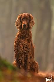 Gordon setter breeding females will only be bred two times in their life and never bred back to back (at least a year in between breedings). I See You Ireen Irish Red Setter Irish Setter Dogs Irish Setter Puppy Irish Red Setter