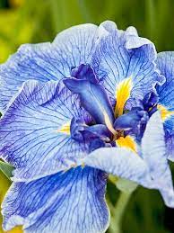 14 Perennials That Will Thrive In Wet Soil And Soggy Spots In Your Yard Flowers Perennials Perennials Bog Plants