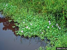 Image result for Hyparrhenia niariensis