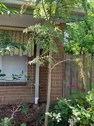 Image result for Grevillea robusta