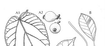 Image result for Ficus amadiensis