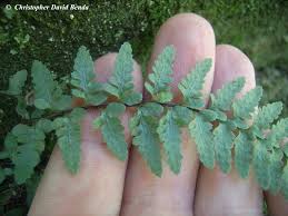 Image result for Asplenium linckii