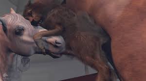 Rule34 - If it exists, there is porn of it  trioami260  5339649