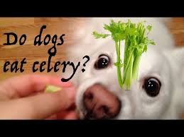 Yes, dogs can eat celery as long as it's fed in moderation. Do Dogs Eat Celery Youtube