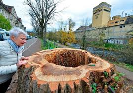 Wähle aus 99.000+ aktuellen und passenden stellenangeboten. Stadt Freiburg Will Mit Ortsterminen Um Verstandnis Bei Baumfallungen Werben Freiburg Badische Zeitung
