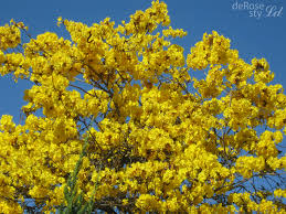 The beautiful language of flowers has been used throughout history as part of different rich cultures and traditions. Elegant Yellow Flower Tree Images Top Collection Of Different Types Of Flowers In The Images Hd