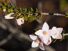 Boronia Scabra Wikipedia