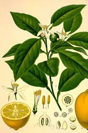 Image result for Citrus × limon