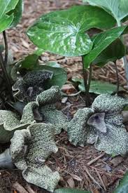 The following note is for. 26 Asarum Ideas Planting Flowers Plants Foliage Plants