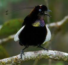 Species New To Science Ornithology 2017 Taxonomic Status Of Parotia Berlepschi Kleinschmidt 1897 Aves Paradis Beautiful Birds Colorful Birds Wild Birds