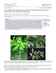 Image result for Belonophora coffeoides