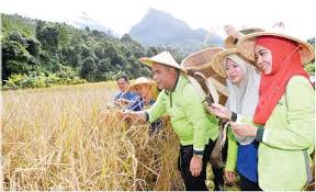Penyelenggaraan pengairan dan saliran pertanian. Ketua Jabatan Diminta Kerap Turun Padang Pressreader
