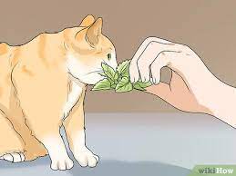 How To Calm A Cat In Heat 11 Steps With Pictures Wikihow