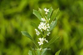 Image result for Cynanchum gerrardii