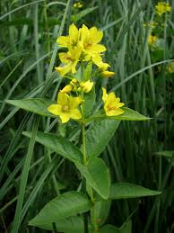 Image result for Lysimachia ruhmeriana
