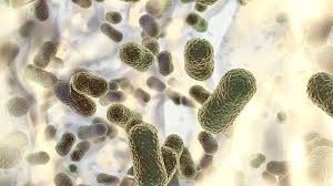 Image result for Striga baumannii