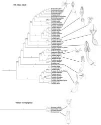 Image result for Ceropegia namuliensis