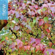 Image result for Haplocoelum