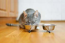 The Benefits Of Raised Feeders For Cats Animal Wellness Magazine
