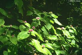 Image result for Dichaetanthera