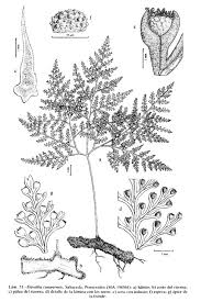 Image result for Davalliaceae