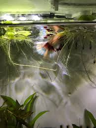 My Betta Enjoying His New Water Lettuce Bettafish
