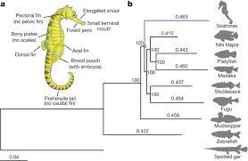 There are many species of seahorse. The Seahorse Genome And The Evolution Of Its Specialized Morphology Nature