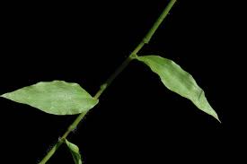 Image result for Pseudechinolaena polystachya