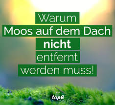 Moos Auf Dem Dach Das Unbeliebte Grun