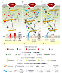 Unlike the eukaryotic cells of plants and fungi, animal cells do not have a cell wall. Figure 2 From Plant Cell Wall Dynamics And Wall Related Susceptibility In Plant Pathogen Interactions Semantic Scholar