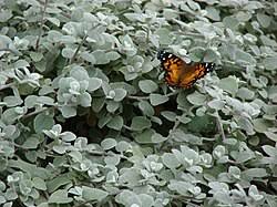 Image result for Helichrysum ellipticifolium