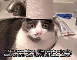 Funny Animal Picture Dump Of The Day 23 Pics Funny Animal Memes Funny Animals Funny Cat Memes
