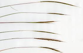 Image result for Trachypogon