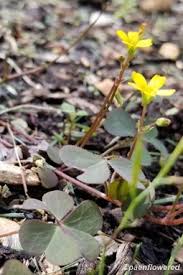 Image result for Oxalis corniculata
