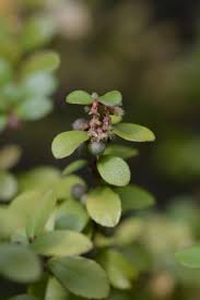 Image result for Myrsine africana