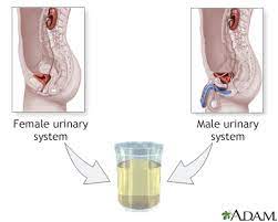 Most people can sleep 6 to 8 hours without having to urinate. Urine 24 Hour Volume Information Mount Sinai New York