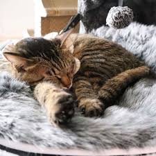 We looked at beds that provide your cat some privacy and beds that allow her to rule from on high. Nz Pet Beds Designer Cat Beds Auckland Luxury Hooded Cat Bed By Ambient Lounge Cats Kittens