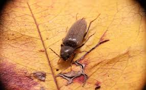 Die gemeinen weichkäfer trifft man von mai bis september im garten oder der natur an bäumen, sträuchern oder in der wiese an. Kafer Im Haus Erkennen Und Beseitigen