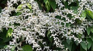 Image result for Congea