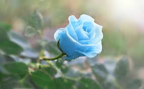 Nowadays, divination with rose petals is very popular among young people. Discover The Meaning Of Rose Colors To Surprise Your Beloved Ones On All Occasions Floraqueen