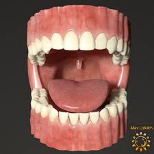 3d Model Teeth Tongue 3d Model Teeth 3d Model Human Mouth