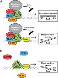 Jenny yap & associates — bad services, no ethics. The Hippo Pathway Effectors Taz And Yap In Development Homeostasis And Disease Development