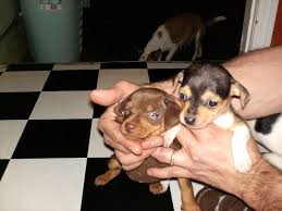 Is a deer head chihuahua right for me? Min Pin Chihuahua For Sale Pasteurinstituteindia Com