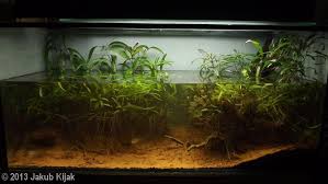 2013 Aga Aquascaping Contest Entry 521 Aquascape Nature Aquarium Biotope Aquarium