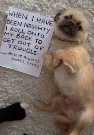 Alfie S Way Of Getting Out Of Troubleevery Time Alfie Is Naughty He Roles Onto His Back And Gives Us His Cutest Dog Shaming Pictures Dog Shaming Animal Shaming