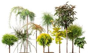 Pflanzen Online Kaufen Pflanzmich Garten Online Shop In 2020 Pflanzen Bestellen Pflanzen Pflanzen Online Kaufen